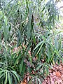 Bupleurum salicifolium subsp. aciphyllum