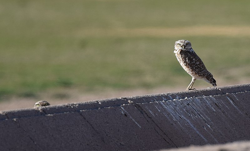 File:Burrowing Owls (33767257181).jpg