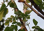 Miniatura para Bursera tomentosa