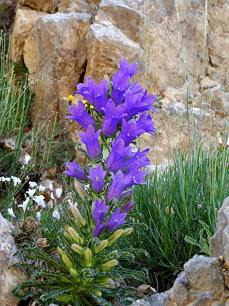 File:CAMPANULA SPECIOSA - BÒFIA - IB-344 (Campaneta gran).jpg