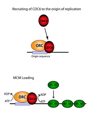 Potential role of Cdc6 at the initiation of DNA replication. CDC6 Function.jpg