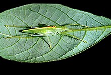 CSIRO ScienceImage 178 A Parap Grasshopper.jpg