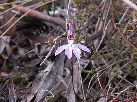 Tập_tin:Caladenia_fuscata_-_Flickr_003.jpg