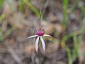 Caladenia gardneri