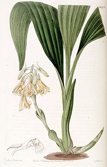 Calanthe densiflora - Edwards vol 19 pl 1646 (1833).jpg