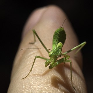 <i>Stagmomantis californica</i> Species of praying mantis