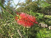 Melaleuca orophila