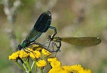 Two banded demoiselles (Calopteryx splendens) mating. Calopteryx splendens qtl7.jpg