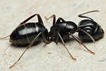 Camponotus fallax worker.jpg