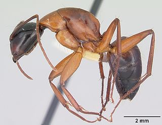 <i>Camponotus texanus</i> Species of ant