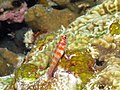 Candycane Dwarfgoby, Бунакен аралы.jpg