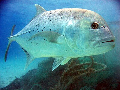 Рыбы более. Giant Trevally рыба. Бриллиантовый каранкс. Атлантический каранкс. Гигантский каранкс рыба.