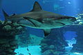 כריש עפרורי, פארק המצפה התת-ימי באילת