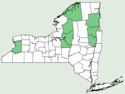 Carex tenuiflora NY-dist-map.png