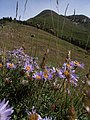 Aster amellus sur les pentes du pic de Casamanya.