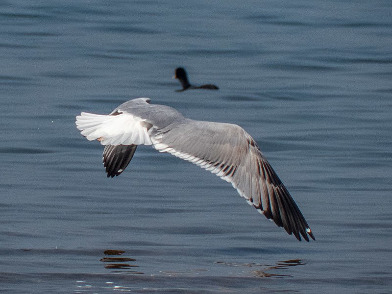 File:Caspian Gull (49643173161).jpg