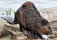 Extra Hairy Beaver