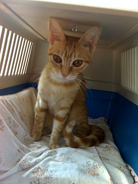 File:Cat in transport cage 0926.jpg