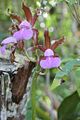 Cattleya tenuis flowers