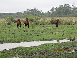Cavalos desconfiados - panoramio.jpg