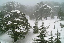 Кедрова гора през зимата в планината Ливан