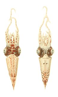 <i>Pterygioteuthis</i> Genus of squids