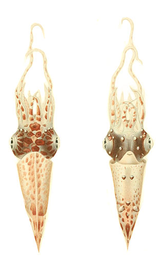 <i>Pterygioteuthis giardi</i> Species of squid