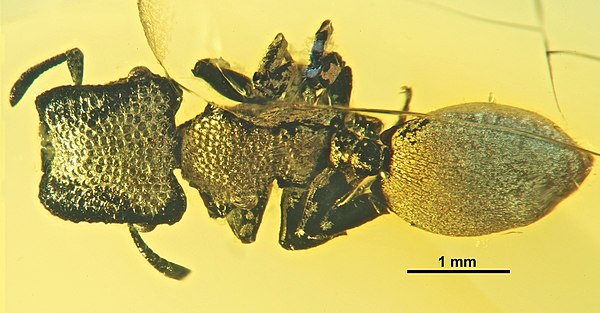 Cephalotes serratus