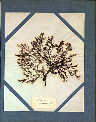 <i>Ceramium nodulosum</i> Species of alga