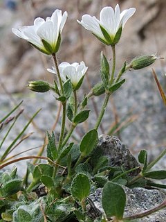 Cerastium uniflorum a4.jpg