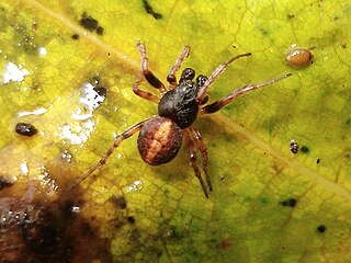 <i>Cercidia prominens</i> Species of spider