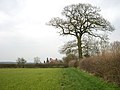 Cereal Crop and Oak Tree, near Halfpenny Green, Staffordshire - geograph.org.uk - 375950.jpg