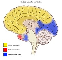 Cerebral vascular territories midline.jpg