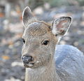 Dybowski's Sika Deer (Cervus nippon hortulorum) Dybowski-Hirsch