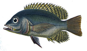 Chaetobranchus flavescens, drawing from Castelnau's Expédition dans les parties centrales de l'Amérique du Sud, de Rio de Janeiro à Lima, et de Lima au Para: exécutée par ordre du gouvernement Français pendant les années 1843 à 1847. - Paris: P. Bertrand , 1850-1857