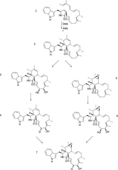Proposed biosynthesis of chaetoglobosin A from (1) as described in "Biosynthesis" Chaetoglobosin A bisynthetic scheme.svg
