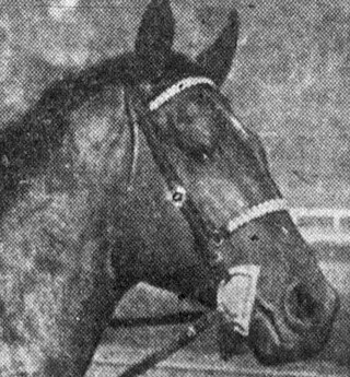 <span class="mw-page-title-main">Challedon</span> Thoroughbred racehorse