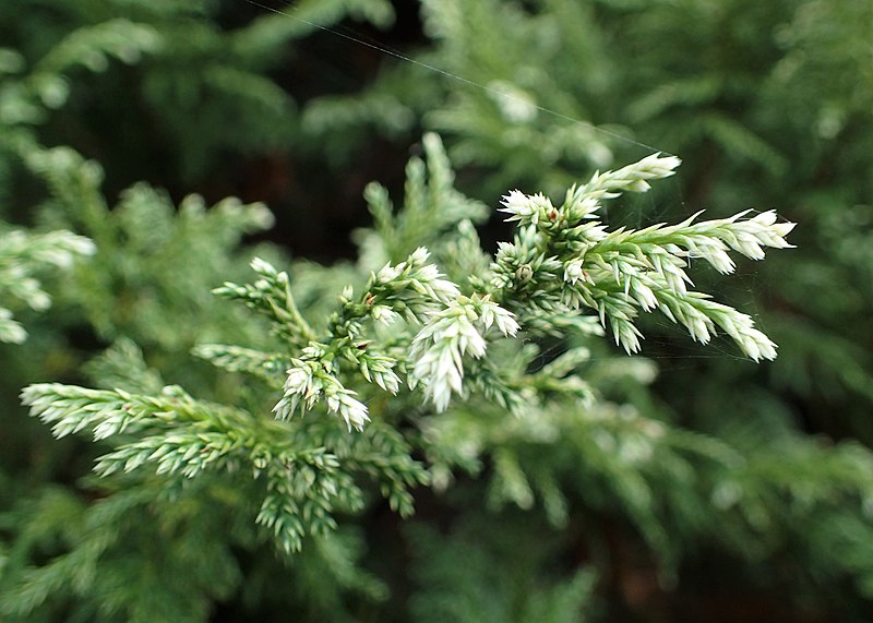 File:Chamaecyparis pisifera 'Snow' kz03.jpg