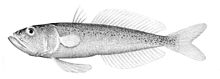 Champsodon fimbriatus.jpg