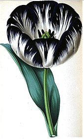 Chellaston Beauty tulip Chellaston Beauty Tulip.jpg