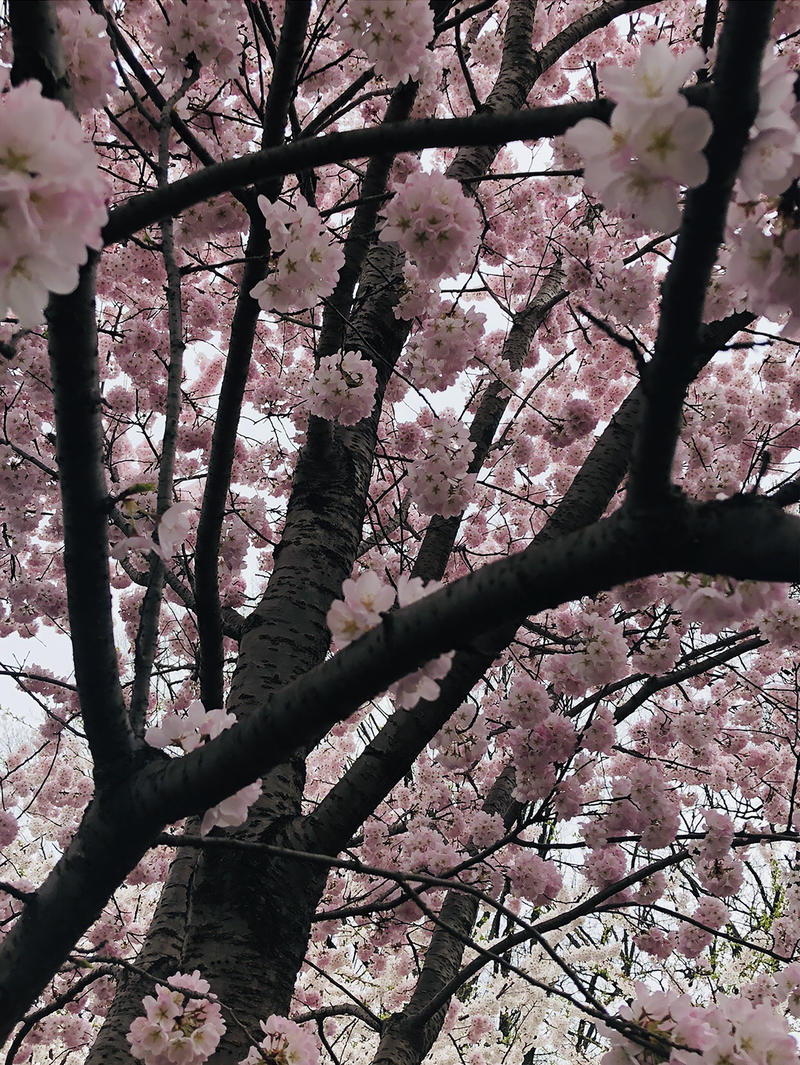 File:Pink Cherry Blossom tree.jpg - Wikipedia