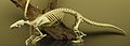 Скелет китайского ящера