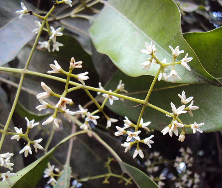 File:Chionanthus ramiflorus 02.JPG