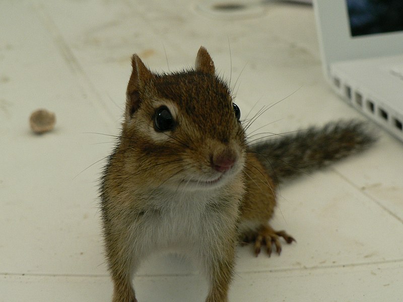 File:Chipmunk (1311224484).jpg