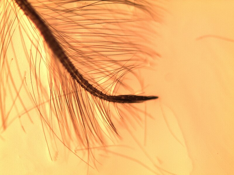 File:Chironomus tentans antenna detail.tif