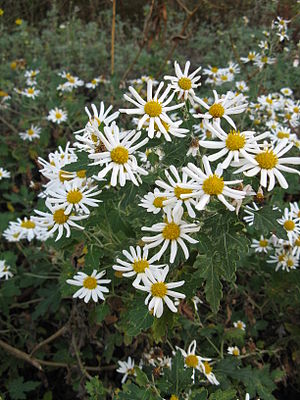 Chrysanthème japonais