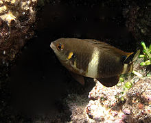 Une demoiselle de Brownrigg (Chrysiptera brownriggii, phase « amabilis »)