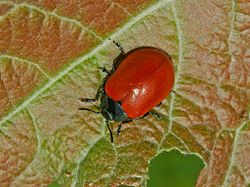 Chrysomelidae - Chrysomela populi.JPG