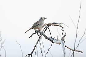 Cinnamon-tailed Sparrow (Aimophila sumichrasti) (2396408468).jpg