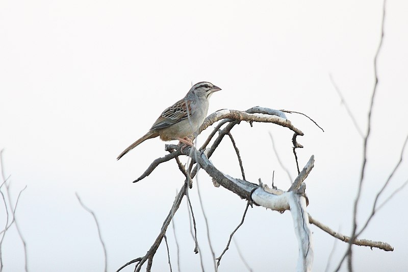 File:Cinnamon-tailed Sparrow (Aimophila sumichrasti) (2396408468).jpg